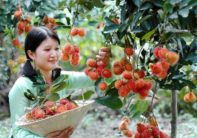 Top 10 kinh nghiệm du lịch vườn trái cây Vĩnh Kim Tiền Giang