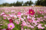 Top 10 kinh nghiệm khi tham quan vườn hoa Mãn Đình Hồng