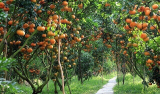 Khám phá Top các vườn trái cây Tiền Giang sai trĩu quả