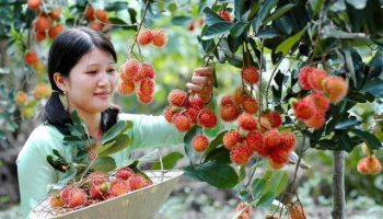 Top 10 kinh nghiệm du lịch vườn trái cây Vĩnh Kim Tiền Giang