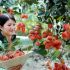 Top 10 kinh nghiệm khi tham quan vườn hoa Mãn Đình Hồng